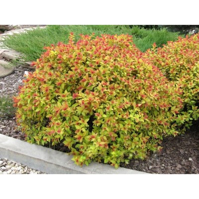 Саженец Спирея японская Файрлайт, С2 горшок, Н10-50 высота, 1 шт., Лето 2025