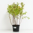 Саженец Спирея японская Файрлайт, С2 горшок, Н10-50 высота, 1 шт., Лето 2025 - Фото 2