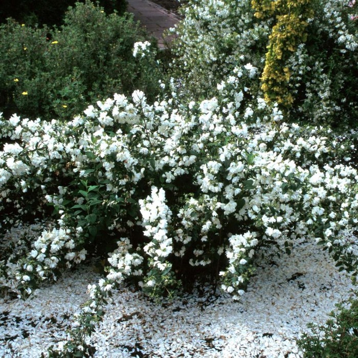 Жасмин садовый (Чубушник) Сноубель, С2 горшок, Н10-50 высота, 1 шт, Осень 2023