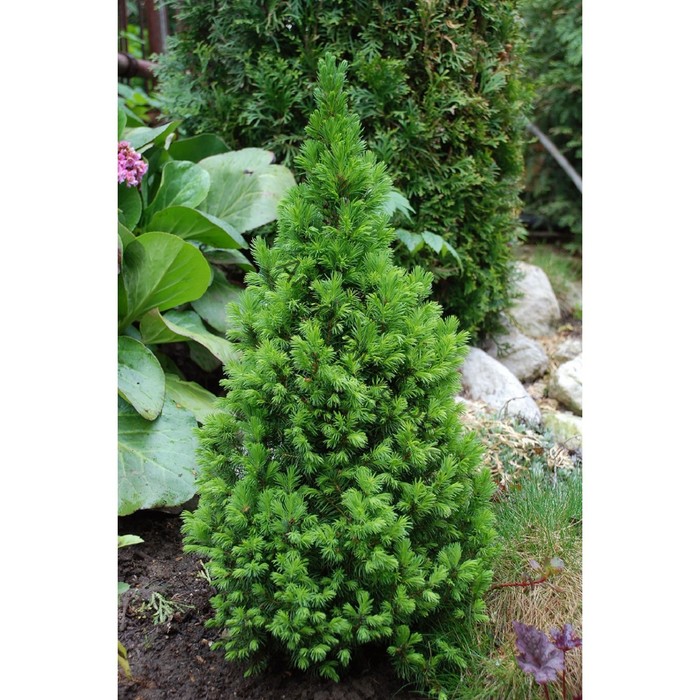 Ель канадская «Коника Децембр», саженец 30–40 см, горшок С2, 1 шт., Лето 2026, «ПОИСК»