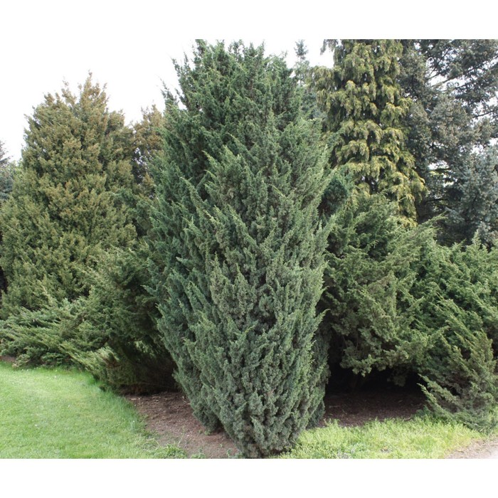 Можжевельник китайский "Blaauw" Euro-plant