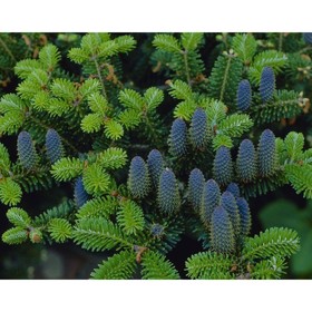 Пихта корейская, саженец 40–60 см, горшок С5, 1 шт., Лето 2026, «ПОИСК»