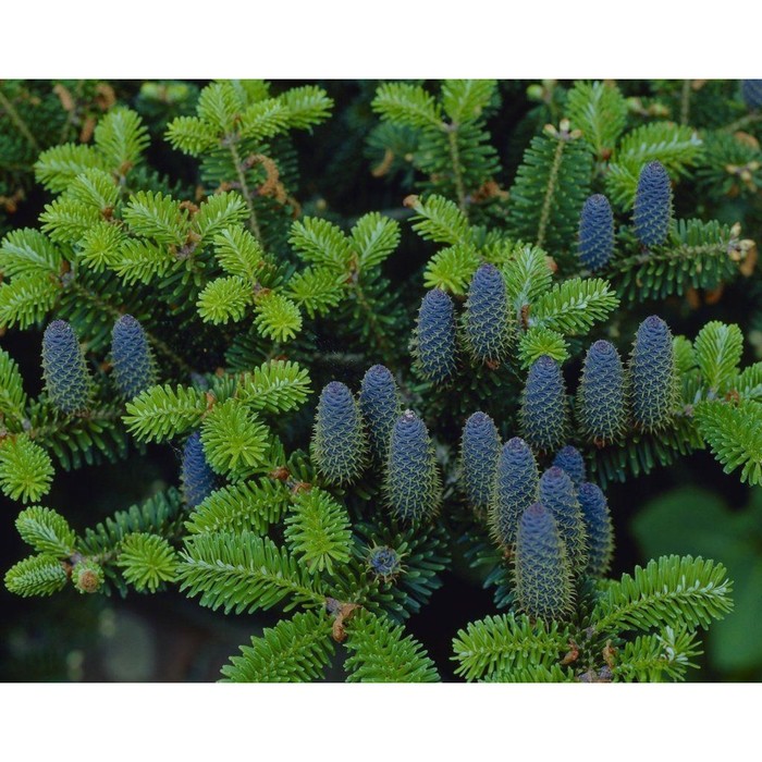 Пихта корейская, саженец 40–60 см, горшок С5, 1 шт., Лето 2026, «ПОИСК»