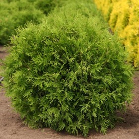 Туя западная «Вудварди», саженец 30–40 см, горшок С2, 1 шт., Лето 2026, «ПОИСК»