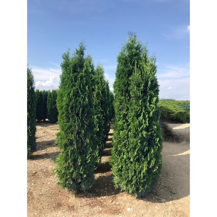 Туя западная Колумна, С3 горшок, Н40-60 высота, 1 шт, Лето 2026
