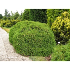 Туя западная «Литл Чемпион», саженец 15–20 см, горшок С3, 1 шт., Лето 2026, «ПОИСК»