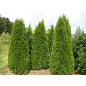Туя западная «Смарагд», саженец 60–80 см, горшок С5, 1 шт., Лето 2026, «ПОИСК»