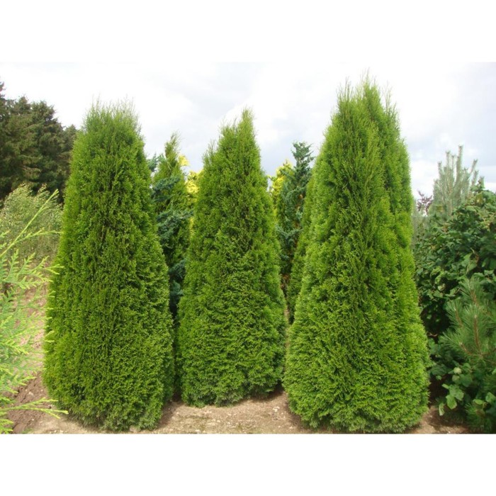 Туя западная «Смарагд», саженец 60–80 см, горшок С5, 1 шт., Лето 2026, «ПОИСК»