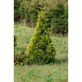 Туя западная «Столвик», саженец 10–50 см, горшок С2, 1 шт., Лето 2026, «ПОИСК»