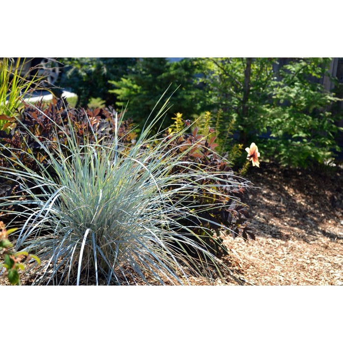 Колосняк фото в ландшафтном дизайне Колосняк фото в ландшафтном дизайне