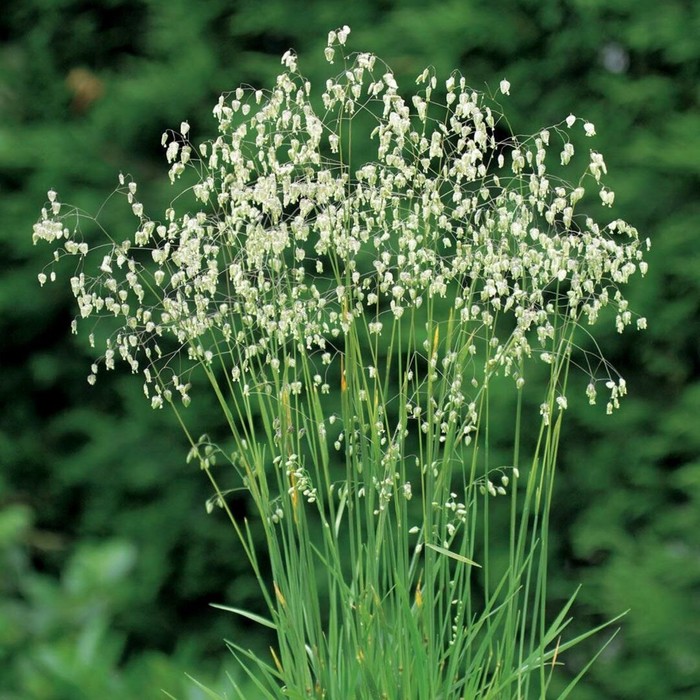 Бриза средняя фото Бриза средняя фото