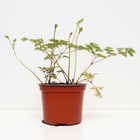 Астильба гибридная Юник Кармин, С1,5 горшок, Н10-50 высота, 1 шт, Лето 2024 - фото 25405078