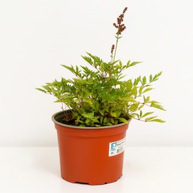 Астильба гибридная Юник Лилак, С1,5 горшок, Н10-50 высота, 1 шт, Лето 2024