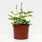 Астильба гибридная Юник Руби Ред, С1,5 горшок, Н10-50 высота, 1 шт, Осень 2024 - фото 25405082