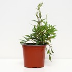 Астильба гибридная Юник Силвери Пинк, С1,5 горшок, Н10-50 высота, 1 шт, Осень 2024 - фото 25405084