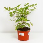 Астильба гибридная Юник Чериз, С1,5 горшок, Н10-50 высота, 1 шт, Осень 2024 - фото 25405088