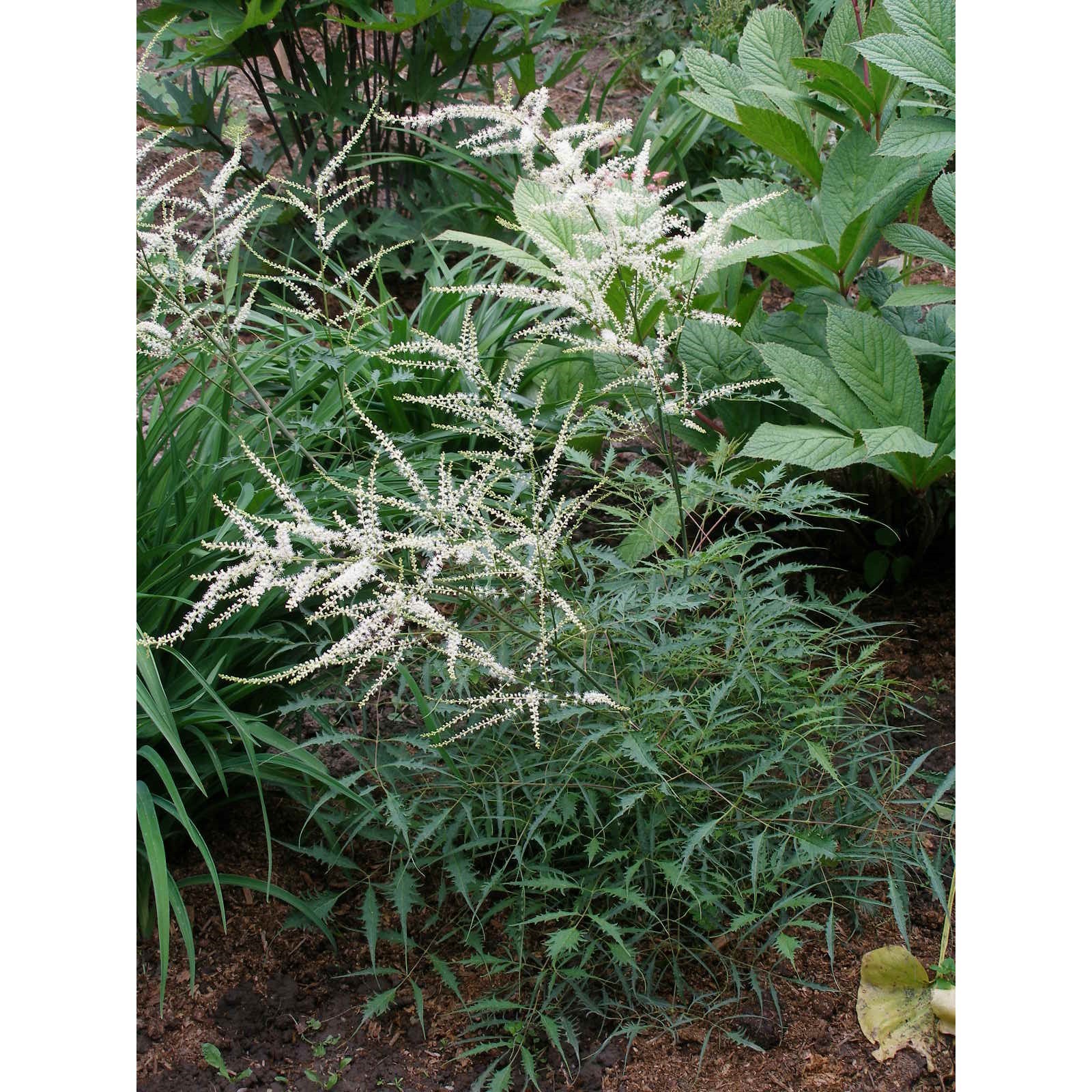 Волжанка двудомная 'kneiffii'. Волжанка двудомная 'kneiffii'. Виды волжанок. Арункус волжанка. Волжанка двудомная (aruncus dioicus).