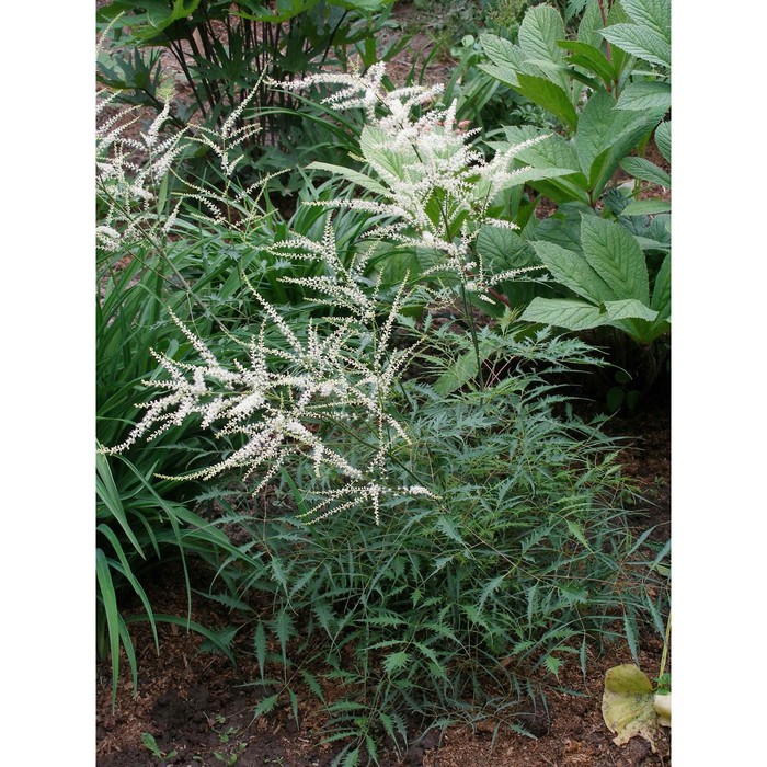 Горшков волжанка фото Горшков волжанка фото