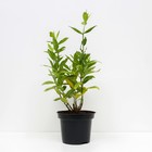 Флокс метельчатый Европа, С2 горшок, Н10-50 высота, 1 шт, Лето 2024 - фото 25405105