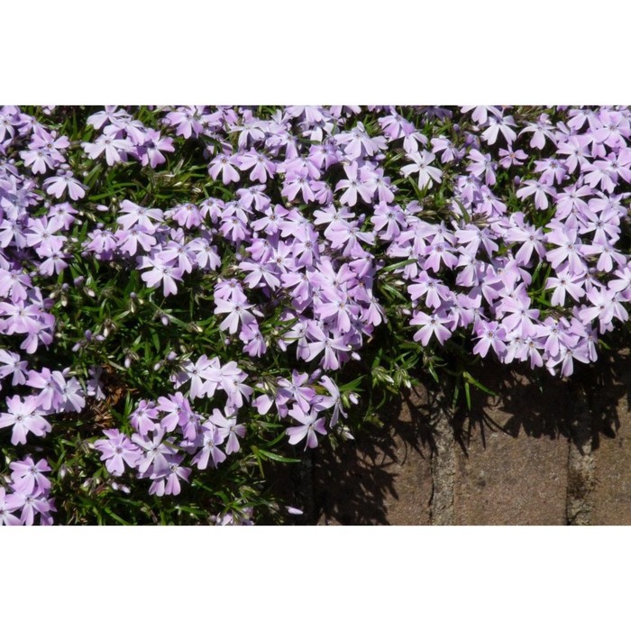 Флокс шиловидный «Г. Ф. Вилсон», саженец 10–50 см, горшок С2, 1 шт., Лето 2026, «ПОИСК»