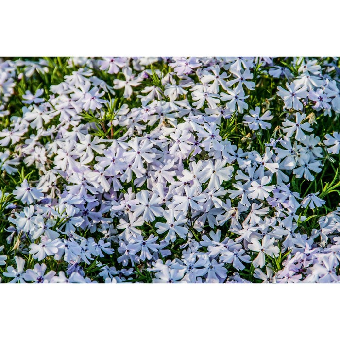 Флокс шиловидный «Эмералд Кьюшн Блю», саженец 10–50 см, горшок С2, 1 шт., Лето 2026, «ПОИСК»