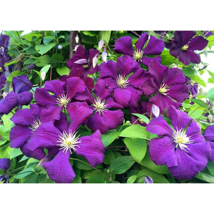 Саженец Клематис крупноцветковый «Этуаль Виолетт», С2 горшок, Н20-40 высота, 1 шт., Лето 2025