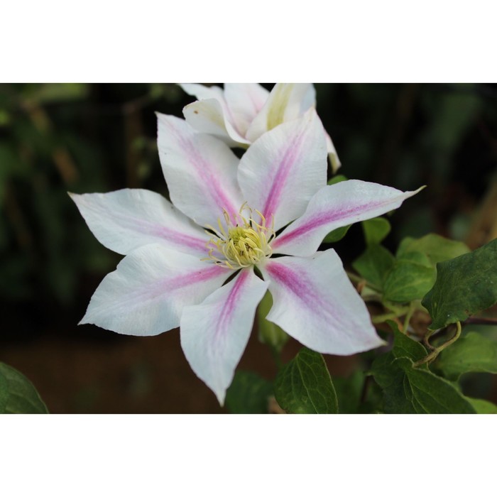 Клематис крупноцветковый «Андромеда», саженец 20–40 см, горшок С2, 1 шт., Лето 2026, «ПОИСК»