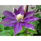 Саженец Клематис крупноцветковый Хакуокан, С2 горшок, Н20-40 высота, 1 шт., Лето 2025 9072903 - фото 5176580