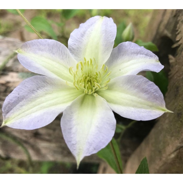 Клематис Юкикомаши крупноцветковый 2 - купить с доставкой по выгодным ценам в ин