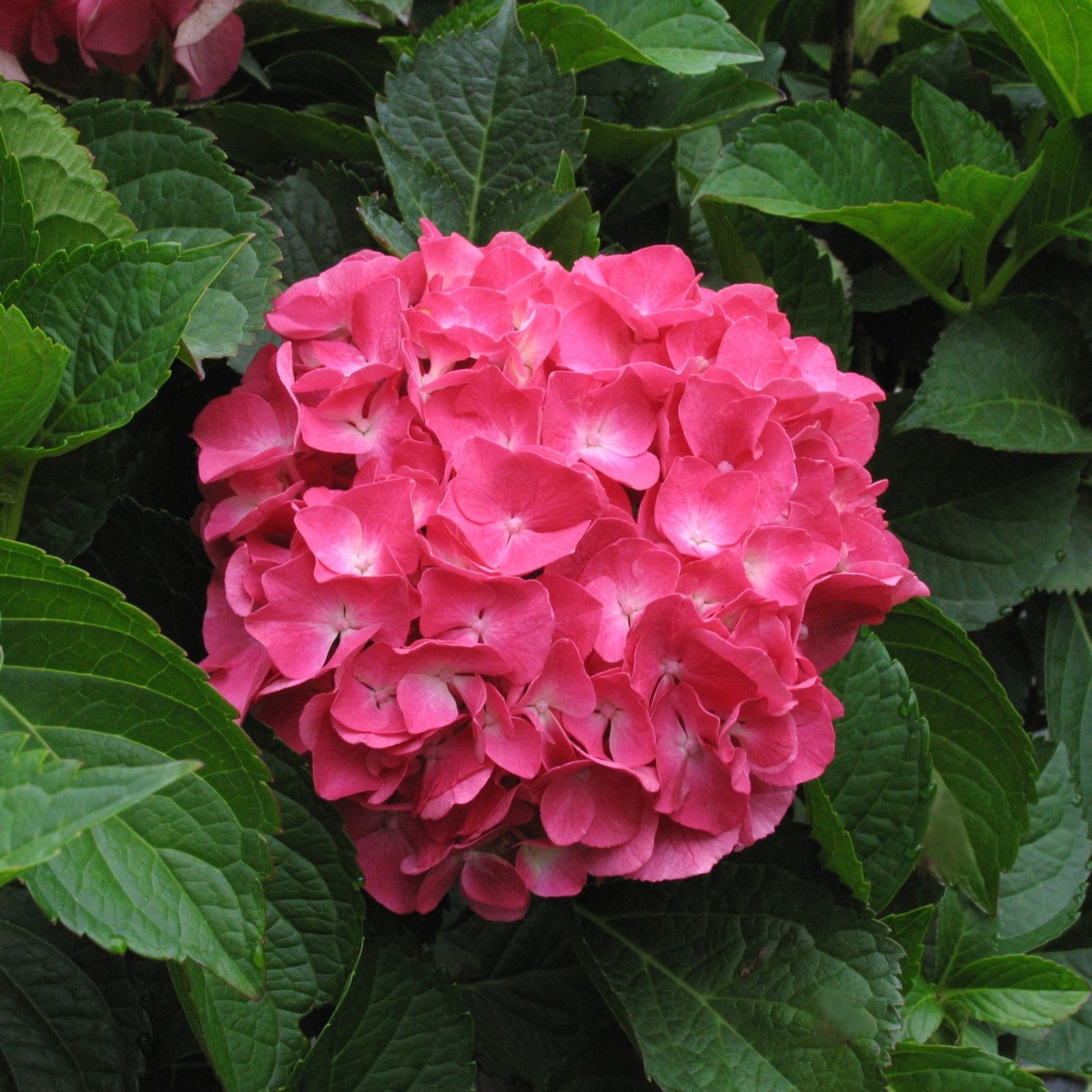 Гортензия мася фото Гортензия мася фото