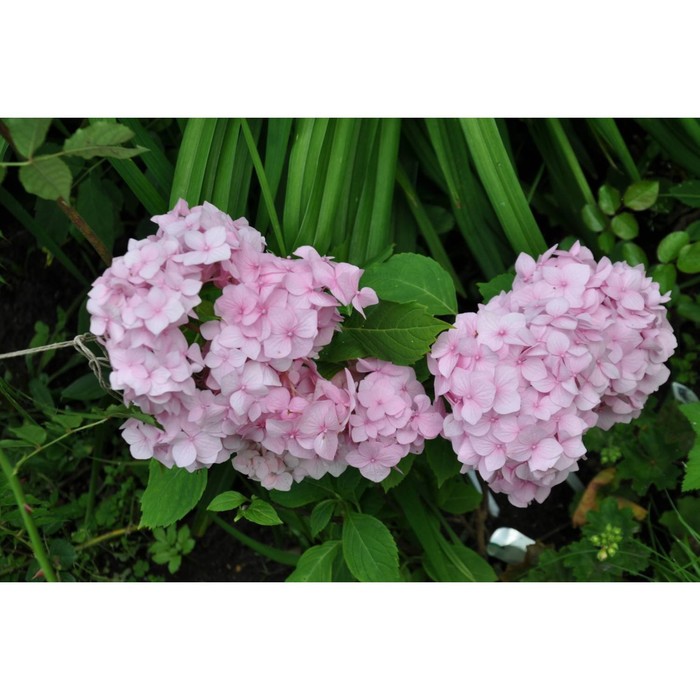 Гортензия со лонг санни описание и фото Гортензия со лонг санни описание и фото