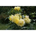 Саженец Роза парковая Лихткёниген Лючия, C3.5 горшок, Н25-45 высота, 1 шт., Лето 2025 - фото 15846354