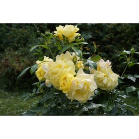 Саженец Роза парковая Лихткёниген Лючия, C3.5 горшок, Н25-45 высота, 1 шт., Лето 2025