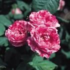 Роза парковая Фердинанд Пичад, C3,5 горшок, Н25-45 высота, 1 шт, Лето 2022 - фото 11042101
