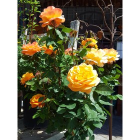 Роза парковая «Голд оф Кингс», саженец 25–45 см, горшок С5, 1 шт., Лето 2026, «ПОИСК»