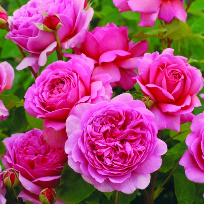 Роза парковая «Пинк Помпон», саженец 25–45 см, горшок С5, 1 шт., Лето 2026, «ПОИСК»