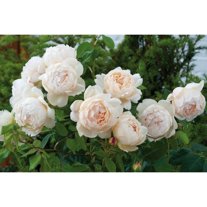 Роза парковая «Френч Брекфаст», саженец 25–45 см, горшок С5, 1 шт., Лето 2026, «ПОИСК»