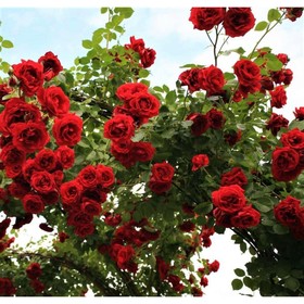 Роза плетистая Симпати, C3,5 горшок, Н25-45 высота, 1 шт, Лето 2022