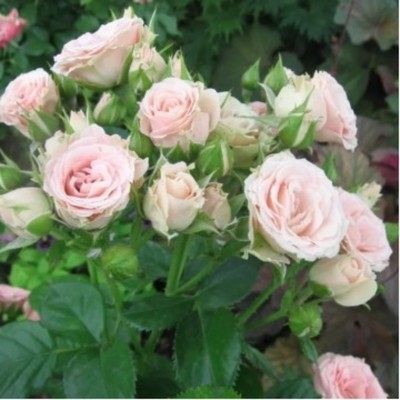 Роза спрей Лидия, C3,5 горшок, Н15-25 высота, 1 шт, Лето 2024