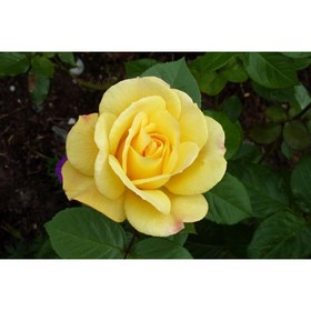 Саженец Роза флорибунда Артур Белл, C3.5 горшок, Н25-45 высота, 1 шт. 9072995