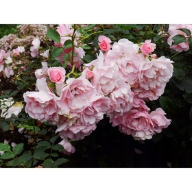 Саженец Роза флорибунда Боника, C3.5 горшок, Н25-45 высота, 1 шт. 9072996
