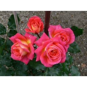 Саженец Роза флорибунда Мидсаммэ, C3.5 горшок, Н25-45 высота, 1 шт. 9072999