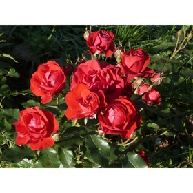 Саженец Роза флорибунда Нина Вейбул, C3.5 горшок, Н25-45 высота, 1 шт. 9073000