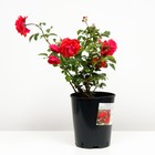 Роза флорибунда Нина Вейбул, C3,5 горшок, Н25-45 высота, 1 шт, Лето 2024 - Фото 2