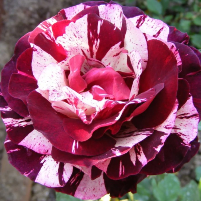 Роза флорибунда «Нью Имэджин», саженец 25–45 см, горшок С3.5, 1 шт., Лето 2026, «ПОИСК»