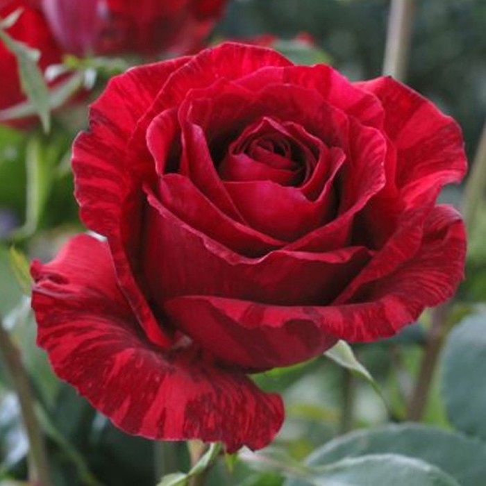 Роза чайно-гибридная Ред Интуишн, C3,5 горшок, Н25-45 высота, 1 шт, Лето 2024 - Фото 1