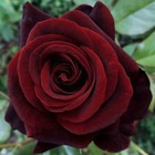 Саженец Роза чайно-гибридная Черная Магия, C3.5 горшок, Н25-45 высота, 1 шт. - фото 15846384