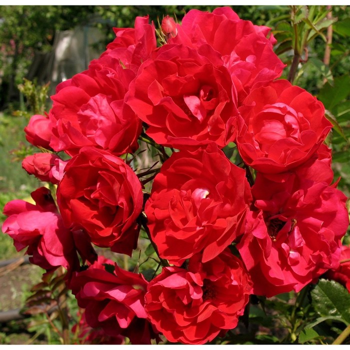 Роза канадская парковая Аделаида Худлес, C3,5 горшок, Н25-45 высота, 1 шт, Лето 2024