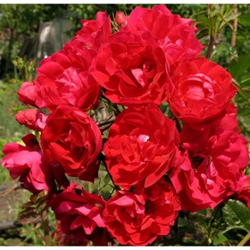 Роза канадская парковая «Аделаида Худлес», саженец 25–45 см, горшок С5, 1 шт., Лето 2026, «ПОИСК»