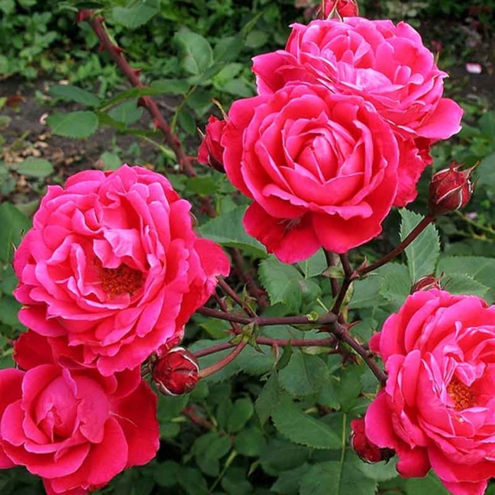 Роза канадская парковая Александр Макензи, C3,5 горшок, Н25-45 высота, 1 шт, Лето 2024